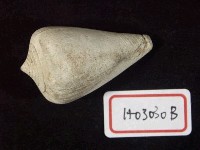 藏品(錐螺化石)的圖片